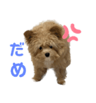 愛犬ぽこの日常です（個別スタンプ：7）