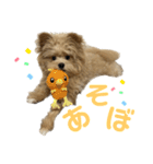 愛犬ぽこの日常です（個別スタンプ：8）