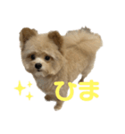 愛犬ぽこの日常です（個別スタンプ：9）