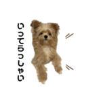 愛犬ぽこの日常です（個別スタンプ：10）