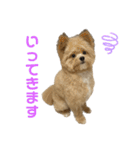 愛犬ぽこの日常です（個別スタンプ：11）