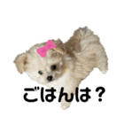 愛犬ぽこの日常です（個別スタンプ：12）