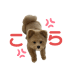 愛犬ぽこの日常です（個別スタンプ：13）