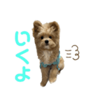 愛犬ぽこの日常です（個別スタンプ：14）