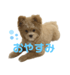 愛犬ぽこの日常です（個別スタンプ：16）