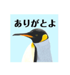 神在月のペンギンスタンプ14（個別スタンプ：1）