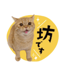 ぼうのニャンニャン！毎日スタンプ（個別スタンプ：1）