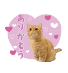 ぼうのニャンニャン！毎日スタンプ（個別スタンプ：2）