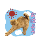 ぼうのニャンニャン！毎日スタンプ（個別スタンプ：3）