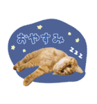 ぼうのニャンニャン！毎日スタンプ（個別スタンプ：4）