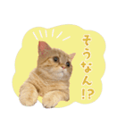 ぼうのニャンニャン！毎日スタンプ（個別スタンプ：5）