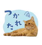 ぼうのニャンニャン！毎日スタンプ（個別スタンプ：6）