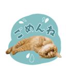 ぼうのニャンニャン！毎日スタンプ（個別スタンプ：7）