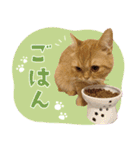 ぼうのニャンニャン！毎日スタンプ（個別スタンプ：8）