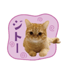 ぼうのニャンニャン！毎日スタンプ（個別スタンプ：9）