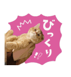 ぼうのニャンニャン！毎日スタンプ（個別スタンプ：10）