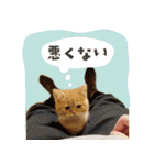 ぼうのニャンニャン！毎日スタンプ（個別スタンプ：11）