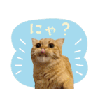 ぼうのニャンニャン！毎日スタンプ（個別スタンプ：13）