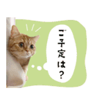 ぼうのニャンニャン！毎日スタンプ（個別スタンプ：14）