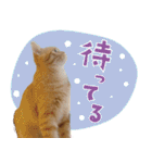 ぼうのニャンニャン！毎日スタンプ（個別スタンプ：15）