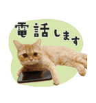 ぼうのニャンニャン！毎日スタンプ（個別スタンプ：16）