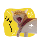 ぼうのニャンニャン！毎日スタンプ（個別スタンプ：18）