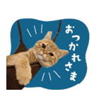 ぼうのニャンニャン！毎日スタンプ（個別スタンプ：19）