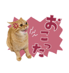 ぼうのニャンニャン！毎日スタンプ（個別スタンプ：20）