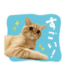 ぼうのニャンニャン！毎日スタンプ（個別スタンプ：22）
