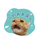 ぼうのニャンニャン！毎日スタンプ（個別スタンプ：23）