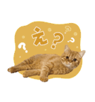 ぼうのニャンニャン！毎日スタンプ（個別スタンプ：24）