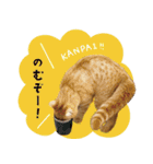 ぼうのニャンニャン！毎日スタンプ（個別スタンプ：26）