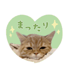 ぼうのニャンニャン！毎日スタンプ（個別スタンプ：27）