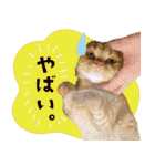ぼうのニャンニャン！毎日スタンプ（個別スタンプ：29）