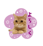 ぼうのニャンニャン！毎日スタンプ（個別スタンプ：30）