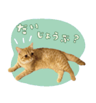 ぼうのニャンニャン！毎日スタンプ（個別スタンプ：31）