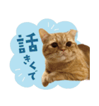 ぼうのニャンニャン！毎日スタンプ（個別スタンプ：32）