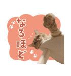 ぼうのニャンニャン！毎日スタンプ（個別スタンプ：33）