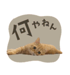 ぼうのニャンニャン！毎日スタンプ（個別スタンプ：34）
