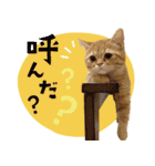 ぼうのニャンニャン！毎日スタンプ（個別スタンプ：35）