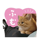ぼうのニャンニャン！毎日スタンプ（個別スタンプ：36）