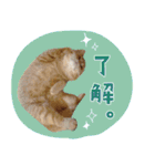 ぼうのニャンニャン！毎日スタンプ（個別スタンプ：37）