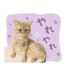 ぼうのニャンニャン！毎日スタンプ（個別スタンプ：38）