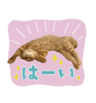 ぼうのニャンニャン！毎日スタンプ（個別スタンプ：39）