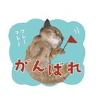 ぼうのニャンニャン！毎日スタンプ（個別スタンプ：40）