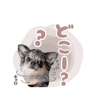 うにちゃんと、ほたてくん。（個別スタンプ：3）