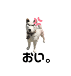 イヌさま（個別スタンプ：10）