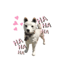 イヌさま（個別スタンプ：11）