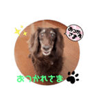チョコの可愛いスタンプ①（個別スタンプ：3）