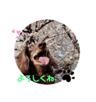 チョコの可愛いスタンプ①（個別スタンプ：8）